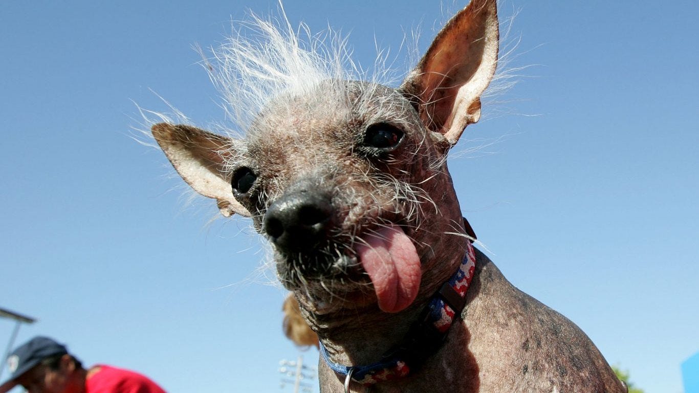 ugly chinese crested dog